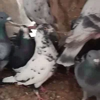 کبوتر جوانه سبز و پولک پرشی. درجه یک|پرنده|قائن, |دیوار