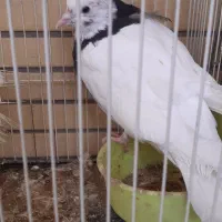 طوقی|پرنده|مشهد, سید رضی|دیوار