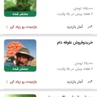 فروش ذرت علوفه ای