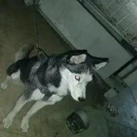 هاسکی اصیل مو کوتاه