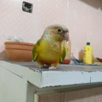 طوطی گرینچیک