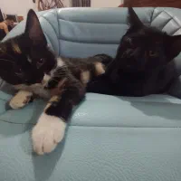 واگذاری رایگان بچه گربه|گربه|گرگان, |دیوار