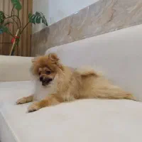 سگ پامرانین خرسی|سگ|قائمشهر, |دیوار