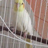 ماده عروس هلندی