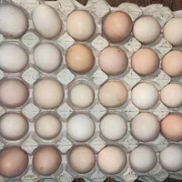 تخم مرغ نطفهدار نژاد لوهمن، سلطان، رسمی و آیسبار