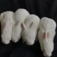 خرگوش آلبینو|موش و خرگوش|سمنان, |دیوار