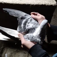 کفتر جوجه گرفتنی ۳۰۰ یه  دوکت شهرستانی|پرنده|پاکدشت, پاکدشت (مامازند)|دیوار