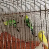 فروش مرغ عشق