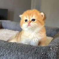 بچه گربه های گلد شعبه اصلی