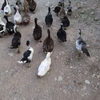 اردک خارجی اردک ایرانی غاز محلی موجوده