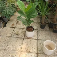 گل برگ عبایی و فیکوس|گل و گیاه طبیعی|مشهد, توس (بلوار توس)|دیوار