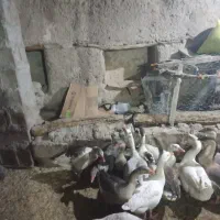 غاز و اردک|حیوانات مزرعه|مشگین شهر, |دیوار