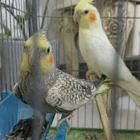 عروس پاریس|پرنده|اهواز, کیانشهر|دیوار