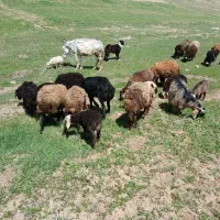 الاغ گله ای تند رو و ارام