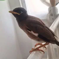 جوجه مینا