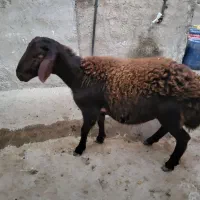 توقولی