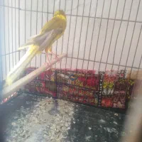 قناری رسمی بلند خانگی