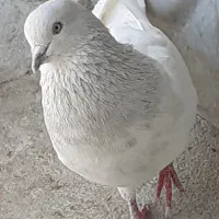کفترکله آبی...
