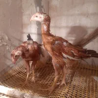 جوجه لاری نژاد دار ۴۵ روزه