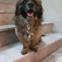 سگ 1ساله نر واکسن 2مرتبه