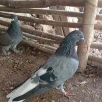 کبوتر دم سفید