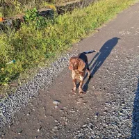 سگ پوینتر آلمانی|سگ|رودسر, |دیوار