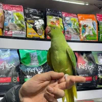 طوطی ملنگو رام دستی چلوندنی