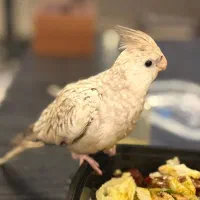 عروس هلندی گمشده