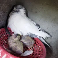 کبوتر کاشونی شش ساعت واقعی