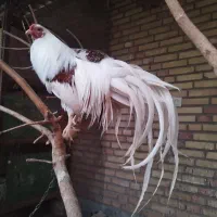 فروش تخم نطفه دار یوکوهاما