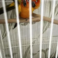 خورشیدی.شاه طوطی.رزیلا