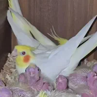 عروس هلندی نر آماده ماده آماده جفت آماده