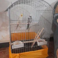 عروس هلندی