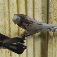 کبوتر.سرور.طوقی.دم سبز.هما