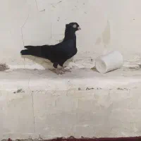 کبوتر زاغ آبادانی