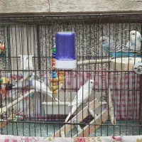 دوجفت مرغ عشق رنگین کمانی