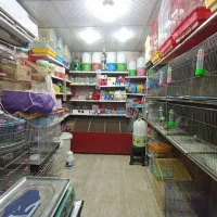 پرنده