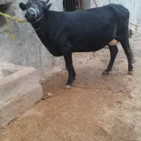 گاو داشتی|حیوانات مزرعه|مسجد سلیمان, |دیوار