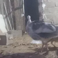 بوقلمون ماده کرچ شو|حیوانات مزرعه|رباط‌کریم, حکیم آباد|دیوار