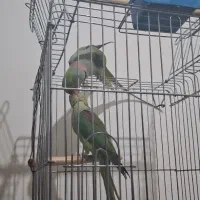 جفت شاه طوطی اسکندر مولد رام سخنگو