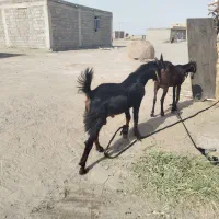 دام