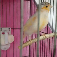 قناری رسمی بلند دونسته