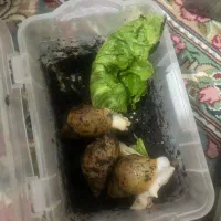 نزدیک ۷۰۰عدد حلزون و خاویار