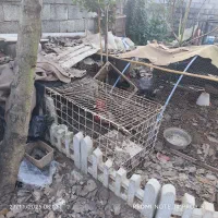 خروس امریکایی|حیوانات مزرعه|کومله, |دیوار