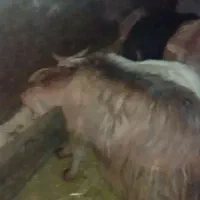 بز آبستن داشتی|حیوانات مزرعه|دورود, |دیوار