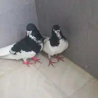 کفتر خوشرنگ