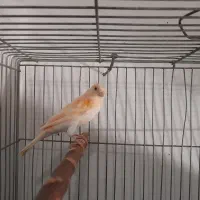 قناری بخون