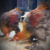 برهما وارداتی