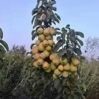 بیشترین سود از محصول با کمترین هزینه 100% ارگانیک