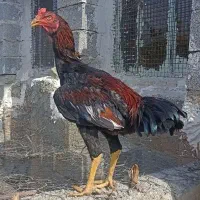 خروس لاری هفت ماهه افغان